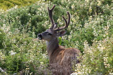 Deer California Coast 