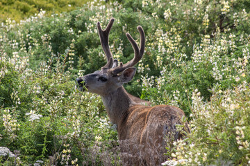 Deer California Coast 