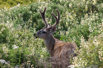 Deer California Coast 