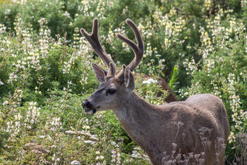 Deer California Coast 