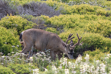 Deer California Coast 