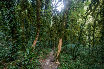 Fototapeta premium path between tree trunks giant mossed Rainforest tree