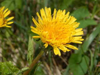 yellow dandelion flower