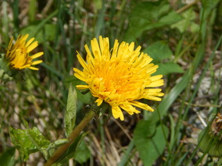 Dandelion