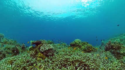 Fototapeta na wymiar Underwater Scene Coral Reef. Tropical underwater sea fishes. Bohol, Philippines.