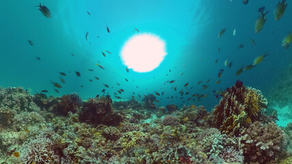 Fototapeta na wymiar Tropical Fishes on Coral Reef, underwater scene. Panglao, Philippines.