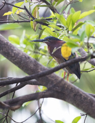 Little Green Heron perched on tree at local neighborhood pond.