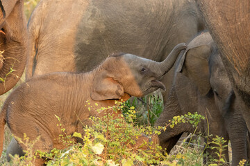 甘えるスリランカの赤ちゃん象