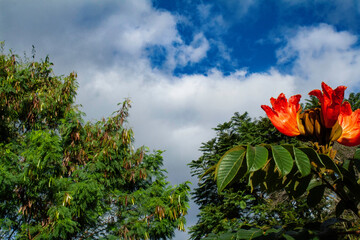 red tulips against blue sky