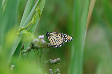 Monarch (Danaus plexippus) butterfly