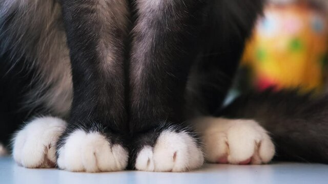White paws of black cat on white flat surface. Concept. Close up of beautiful cat paws and fluffy tail, cat sitting on the table at home on blurred background.