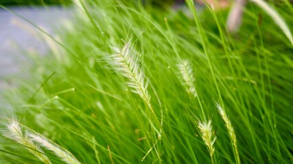 green wheat field