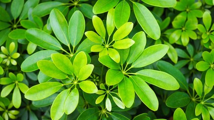 green leaves background