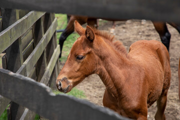  close-up of a foal in the stable