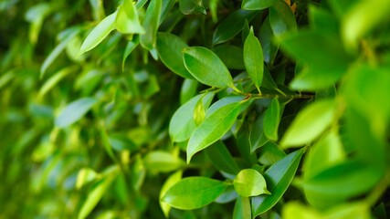 Obraz premium green leaves background