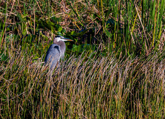 Great Blue Heron in marsh habitat at Everglades National Park, FL