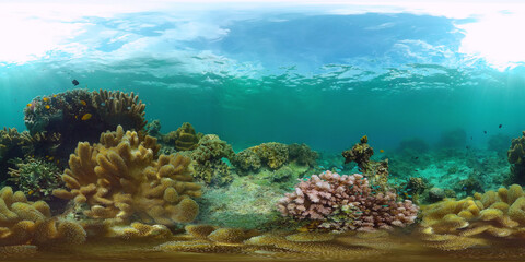 Tropical fishes and coral reef at diving. Beautiful underwater world with corals and fish. Panglao, Philippines. 360VR.