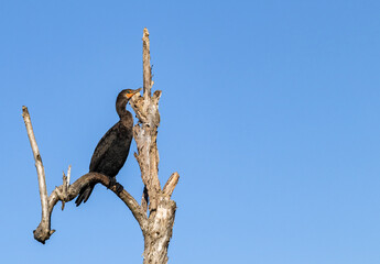 Double Crested Cormorant perched on dead tree.