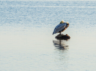 South Florida Brown Pelican resting on rock at Biscayne National Park, FL