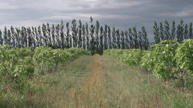 Low angle, two row of fig trees under a stormy sky