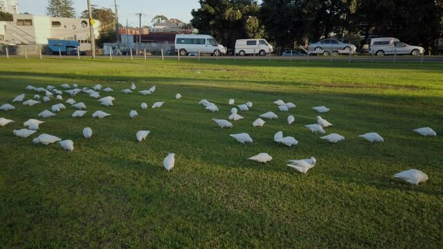 Flocks of wild white parrots in an green grass outdoor football field in the park