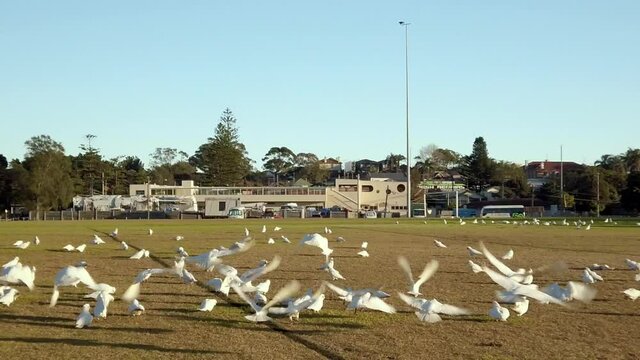 Camera pushing in the middle of a public outdoor football field with hundreds of White Crested Cockatoo and Little Corella Parrots birds. Slow Motion.