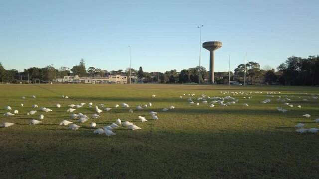 Hundreds of white parrots are feeding or eating on grass in a community public football field in a sunny day with a tall slim water tower in the background. Sydney, Australia.