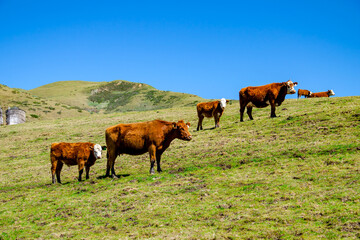 Cows and calves in the meadow, California