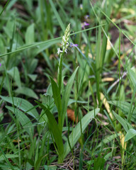 A whole plant view of a white bog orchid (Platanthera dilatata var. leucostachys) in Great Basin National Park, White Pine County, Nevada