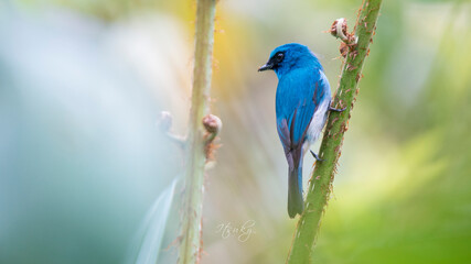 Indigo flycatcher perhced on a branch of fern