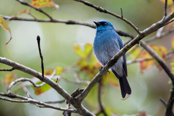 Indigo flycatcher perhced on a branch