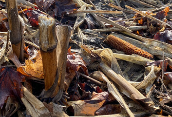 chopped corn stalks farm field autumn