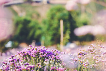 Obraz premium lavender flowers in the garden