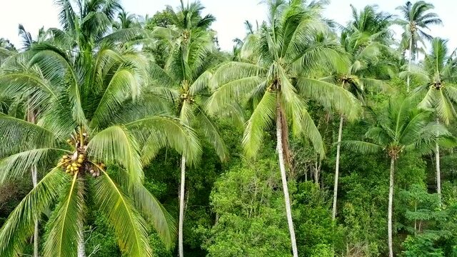 Aerial shot of green palm trees in jungle on island of Bali