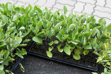 Eggplant seedlings in plastic tray, seedlings growing in greenhouse.