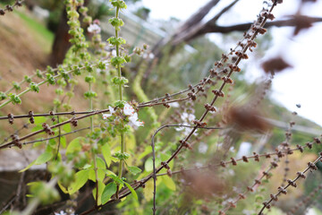 basil twigs