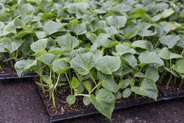Cucumber seedlings in the tray on sale.