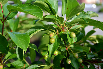 Bundle of Seeds and Green Leaves