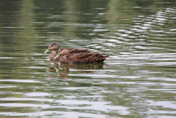 Patos cafés Nadando