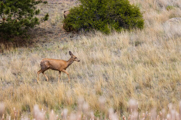 Mule Deer in the Woods