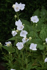 White Balloon floer (Chinese bellflower)