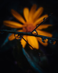 Reflejo de gotas
