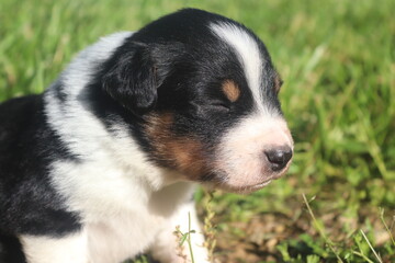 Australian Shepherd Puppy