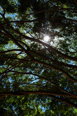trees and sky