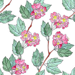seamless pattern of watercolor graphic sprigs of flowering red hawthorn on a white background