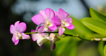 Obraz na płótnie Canvas Lovely Purple Orchids
