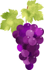 水彩風　紫のぶどうのイラスト