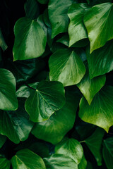 green leaves close up