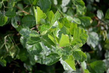 Bundle of Green Leaves Closeup