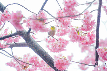 さくらとメジロ